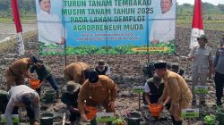 tanam tembakau