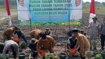 tanam tembakau