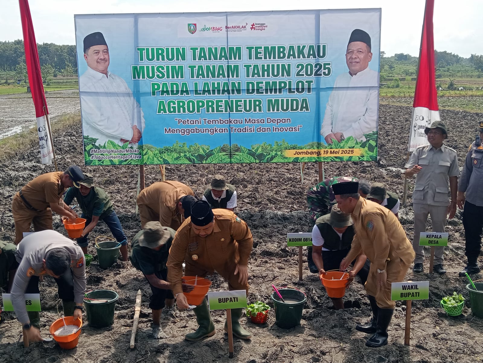 tanam tembakau