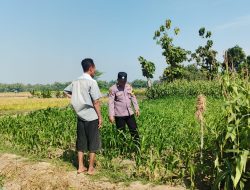 Wujudkan Ketahanan Pangan, Polsek Perak Jombang Pantau Langsung Lahan Tanam Jagung