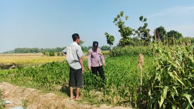 Wujudkan Ketahanan Pangan, Polsek Perak Jombang Pantau Langsung Lahan Tanam Jagung