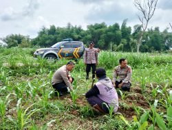 Polsek Ngusikan Pantau Pertumbuhan Jagung Milik Warga, Dukung Ketahanan Pangan