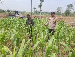 Polsek Bareng Pantau Tanaman Jagung di Ngampungan, Dukung Penuh Ketahanan Pangan Nasional