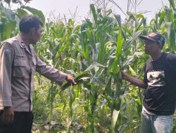 Dukung Ketahanan Pangan Nasional, Polsek Mojowarno Lakukan Peninjauan Tanaman Jagung di Wringinpitu