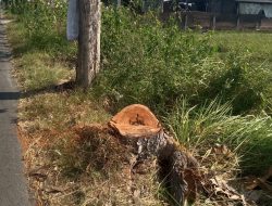 Pohon Warisan Penghijauan 2008 Ditebang Tanpa Izin, DLH Jombang Siapkan Langkah Penanganan