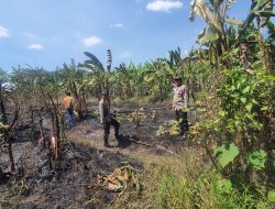 Kelalaian Bakar Sampah Picu Kebakaran Lahan di Kesamben, Api Berhasil Dipadamkan dalam 30 Menit