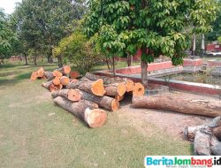 Dugaan Penebangan Pohon Tanpa Izin Jalan Sudimoro–Perak, Kendaraan Pengangkut Kayu Sorot Perhatian