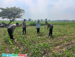 Polsek Diwek Tinjau Tanaman Jagung Dukung Program Nasional Asta Cita