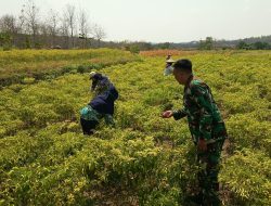 Di Sela Kegiatan TMMD ke-130, Satgas Kodim Jombang Bantu Warga Panen Cabai